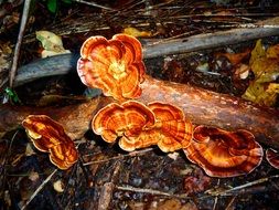 orange mushrooms on a tree on a background of forest cover