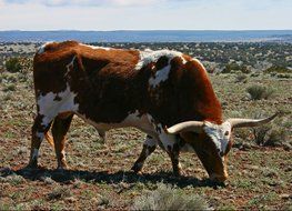 large spotted bull on the plain