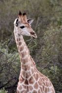 curious giraffe in wildlife