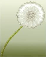 white dandelion on a light green background