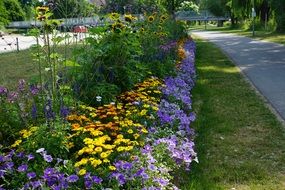 pretty flowers in the garden