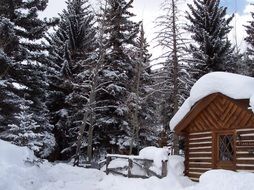 wooden cabin in winter forest, usa, colorado