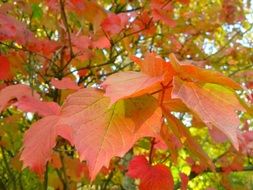 foliage tree autumn close-up
