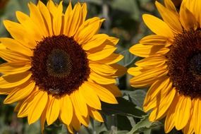 sunflower flowers close up