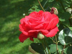 big red rose bud in the garden