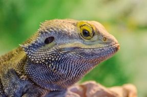 bearded dragon lizard closeup