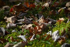 autumn leaves in the forest close-up