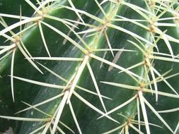 cactus spikes