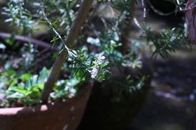 green rosemary in a pot