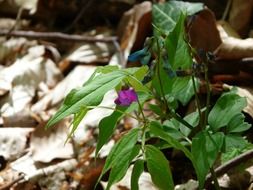 blooming wild peas closeup