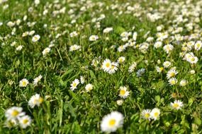 white daisies blooming on meadow close-up