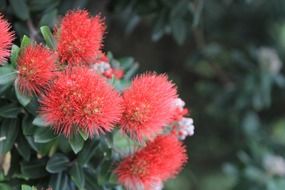 Red pohutakawa flowers in New Zealand