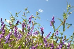 breathtaking lavender flowers