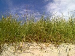 Green reedbed in Sweden