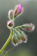terrific bud geranium
