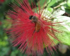 bee on wild red flower