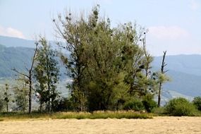 tree grove