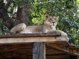 perfectly charming leone