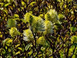 Fothergilla gardenii, witch alder shrub in bloom