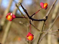 seed boxes with seeds on a tree branch