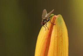 macro photo of fly on an orange bud