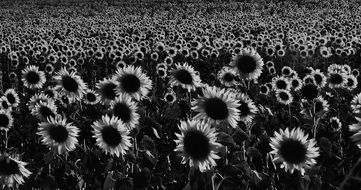 Black and white photo of sunflower field in countryside