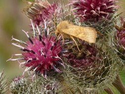 Close-up of the brown butterfly on a beautiful red flowers of burdock