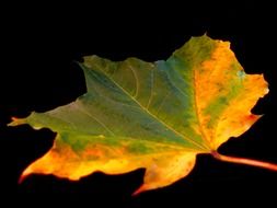 yellow green leaf on black background