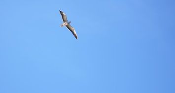 seagull is flying in blue sky