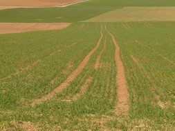 field meadow arable