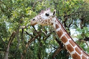 giraffe head near the tree