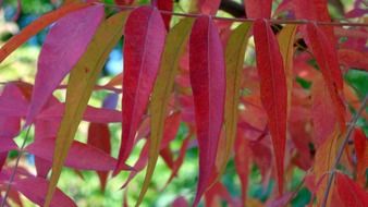 autumn pink foliage closeup