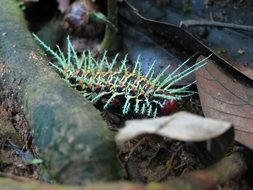 large green caterpillar in the jungle of the amazon