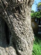 old tree trunk with grey bark close up