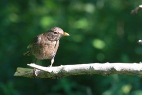 sparrow on the edge of a branch