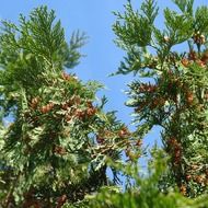 coniferous trees against a blue sky