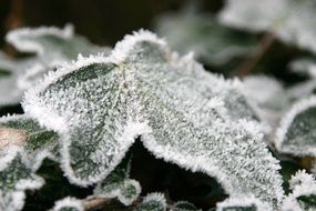 autumn leaves in hoar frost