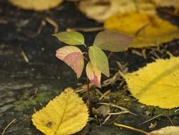 yellow birch leaves on the ground