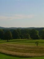 Field and forest in the summer