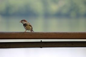 sparrow on the parapet close up