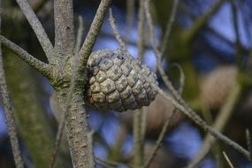 pinecone on trees