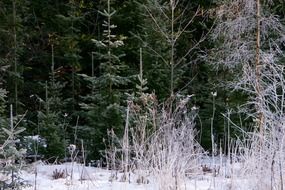 huuretta trees frosty