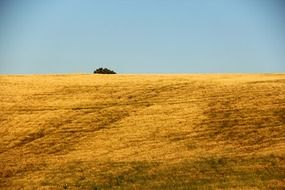 yellow agricultural field