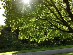 tree garden england