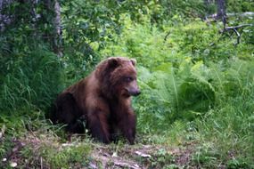 grizzly bear sitting near green plants