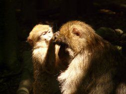 monkey with offspring in the glare of light and shadow