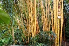 bamboo forest in bali