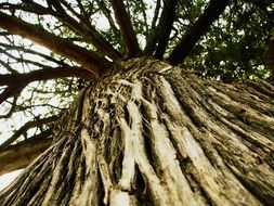 bottom view of the oldest tree trunk