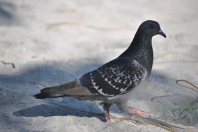 pigeon bird in nature