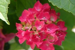 perfect hydrangea flowers